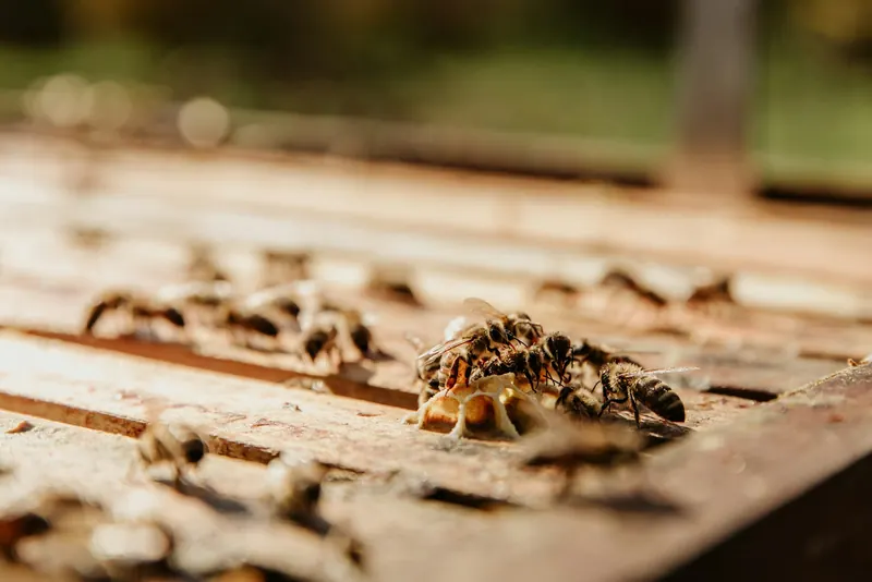 Honey bees gathered on a weathered wooden board