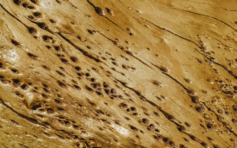 Weathered wood pitted with small holes and tunnels left by wood-boring insects